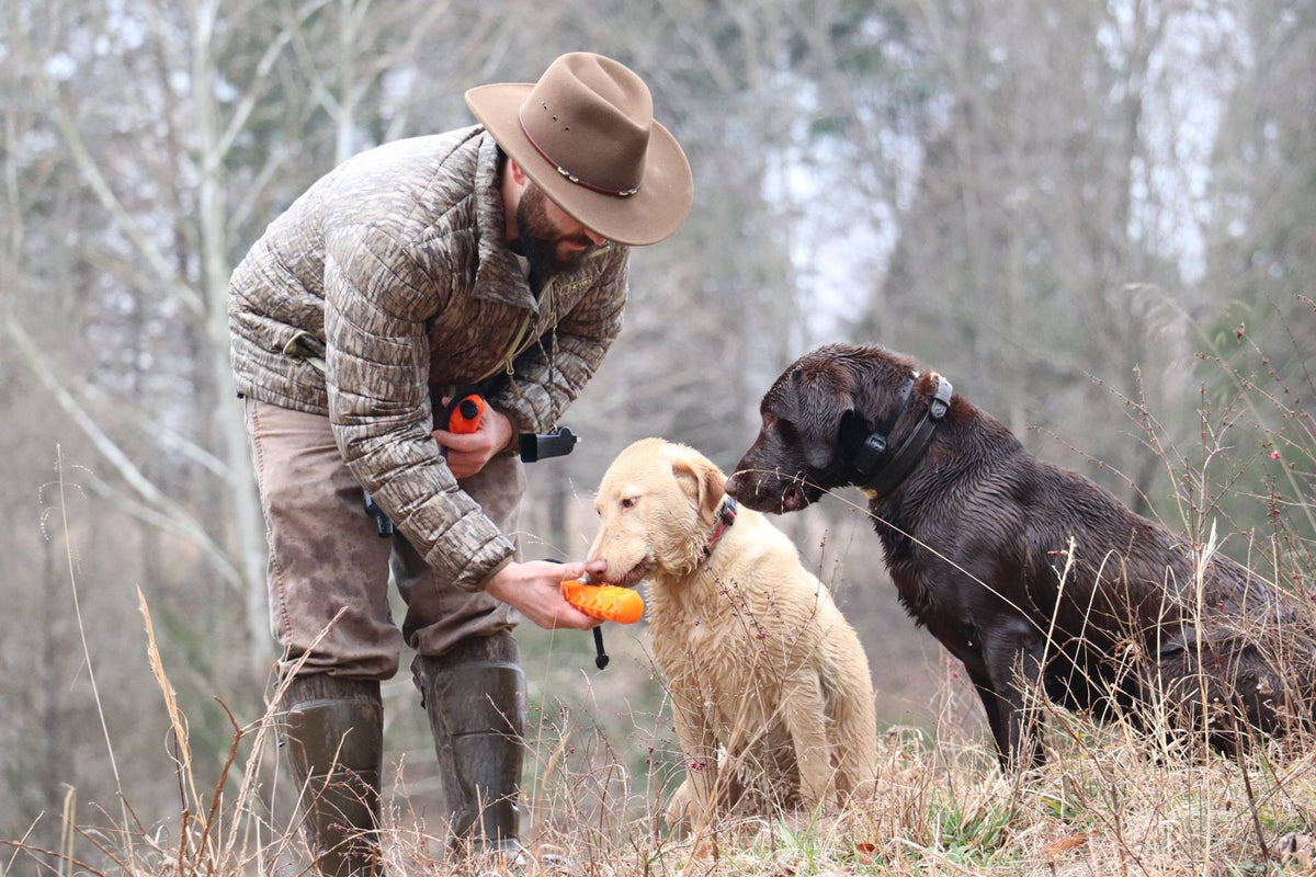 Dog Training Tips & Tricks